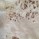 Burl Poplar