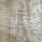 Flame Poplar
