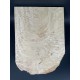 Figured Poplar