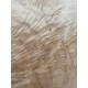 Figured Poplar