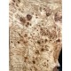 Burl Poplar | Drop Top
