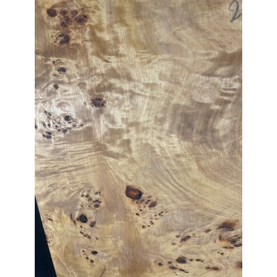 Burl Poplar | Drop Top