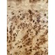 Burl Poplar | Drop Top
