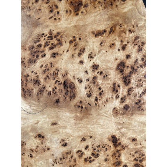 Burl Poplar | Drop Top