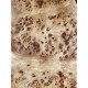 Burl Poplar | Drop Top
