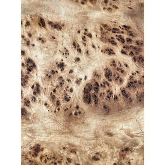 Burl Poplar | Drop Top