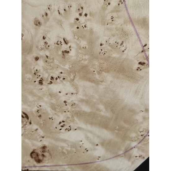 Burl Poplar