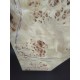 Burl Poplar