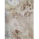 Burl Poplar