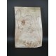 Burl Poplar