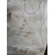 Burl Poplar