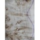 Burl Poplar