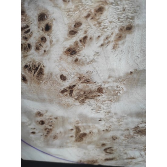 Burl Poplar