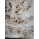 Burl Poplar