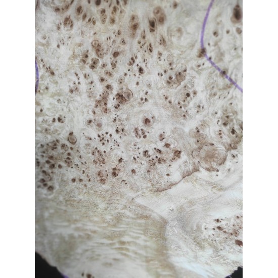 Burl Poplar