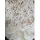 Burl Poplar