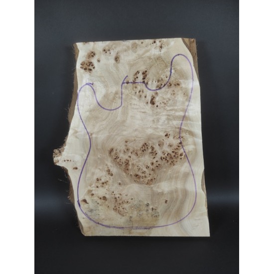Burl Poplar