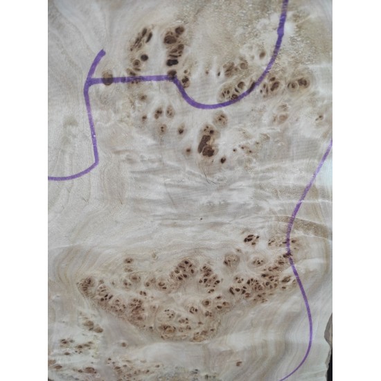 Burl Poplar