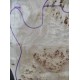 Burl Poplar