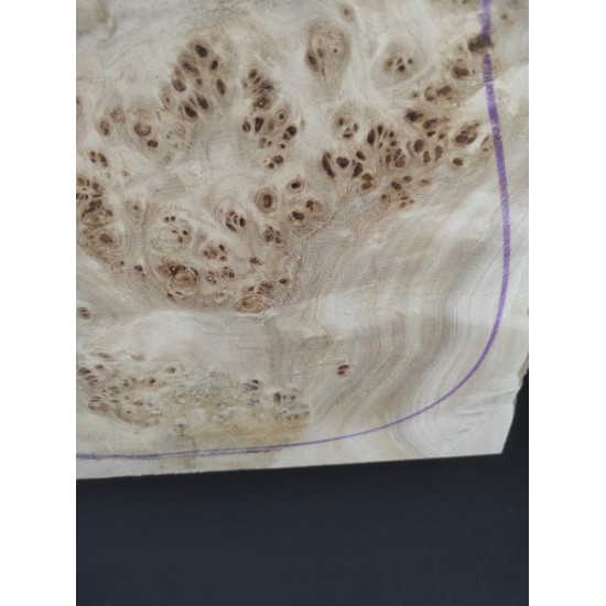 Burl Poplar