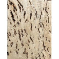 Burl Poplar | Drop Top