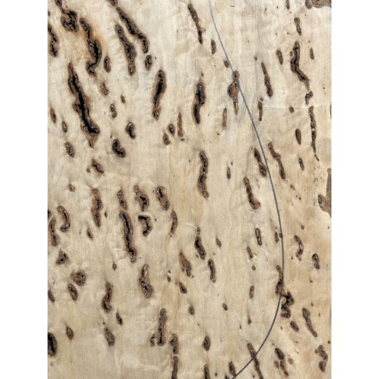 Burl Poplar | Drop Top