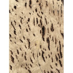 Burl Poplar | Drop Top