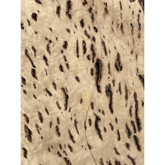 Burl Poplar | Drop Top