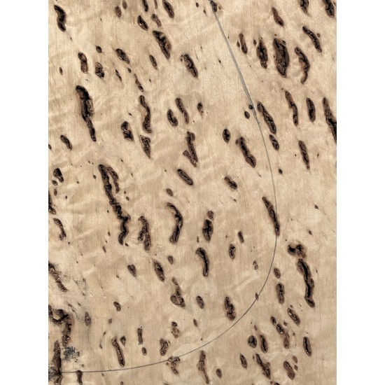 Burl Poplar | Drop Top