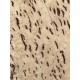 Burl Poplar | Drop Top