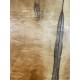 Figured Poplar | Drop Top