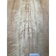 Figured Poplar | Back & Sides for Guitar