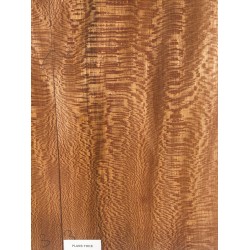 Plane tree | Guitar Back