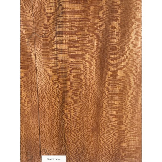 Plane tree | Guitar Back