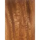 Plane tree | Guitar Back