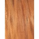 Plane tree | Guitar Back
