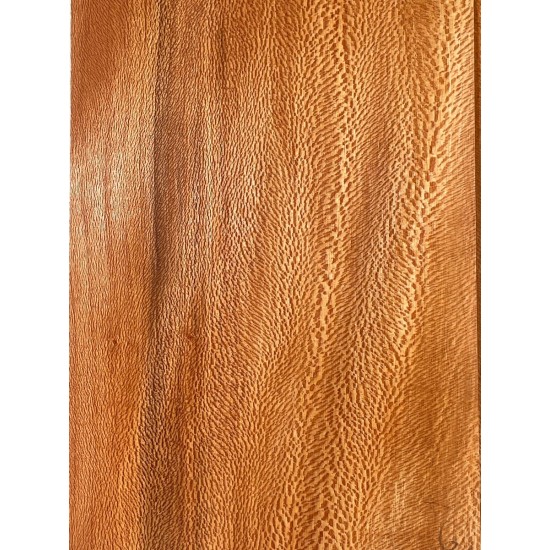 Plane tree | Guitar Back