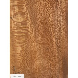 Plane tree | Guitar Back