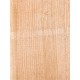 Lebanon Cedar