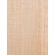 Lebanon Cedar