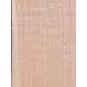 Lebanon Cedar
