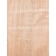 Lebanon Cedar