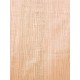 Lebanon Cedar