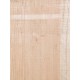 Lebanon Cedar