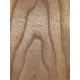 Elm